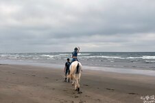 沙灘騎馬半日遊-2.jpeg
