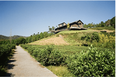 nantou-2.png
