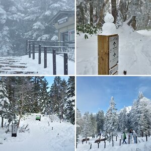 新穗高 童話故事裡下雪的森林