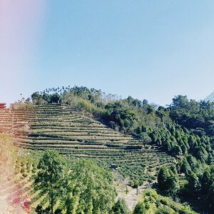 nantou-3.jpeg